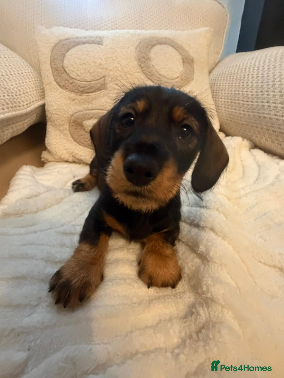 Dachshund dogs Tekel (wire haired dachshund) READY TO GO NOW - Advert 8