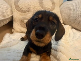 Dachshund dogs Tekel (wire haired dachshund) READY TO GO NOW - Advert 19