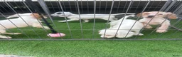 Cocker Spaniel dogs for sale: 4 cocker spaniel puppies  - Advert 6