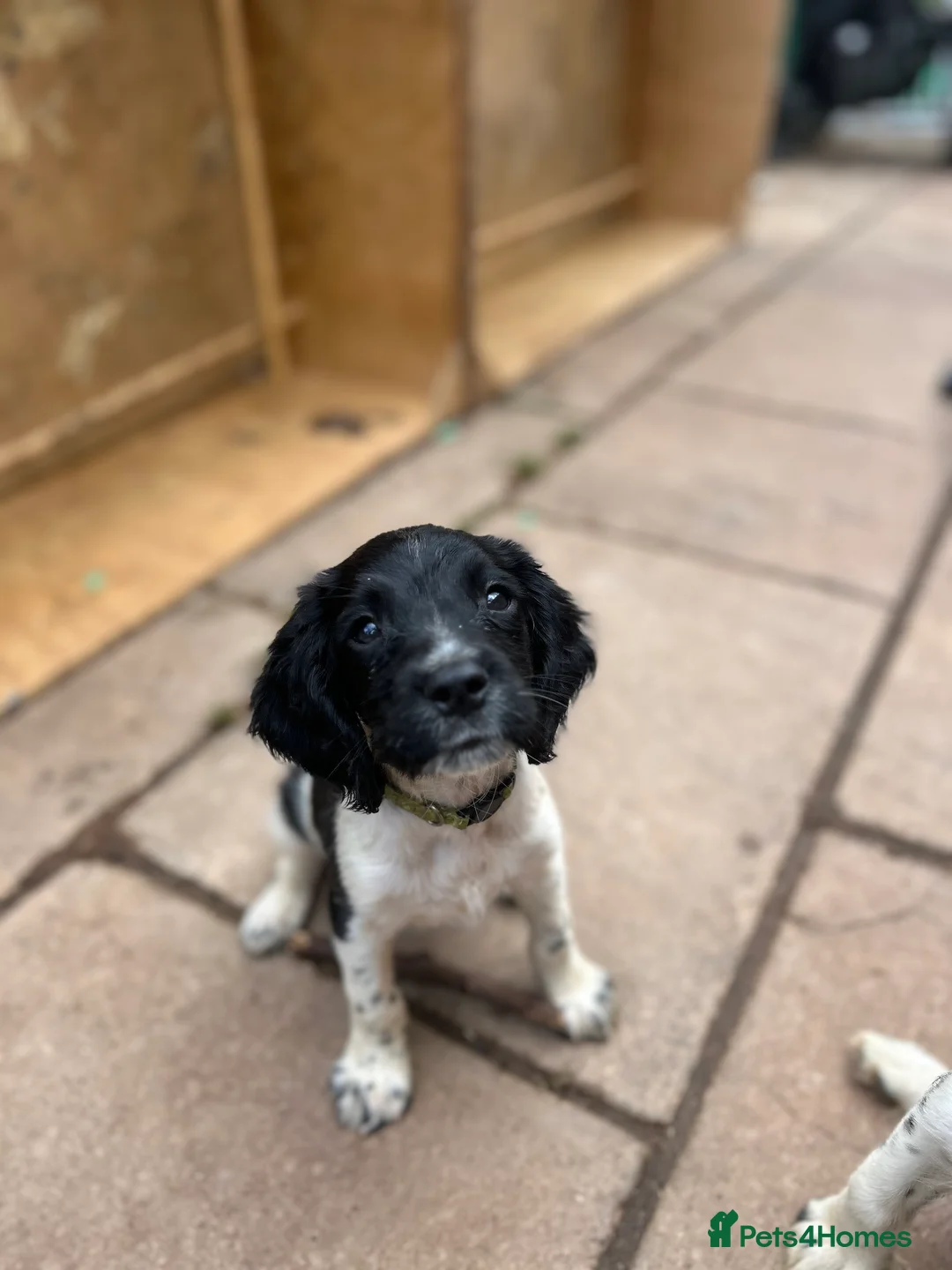 English Springer Spaniel dogs for sale: KC reg ESS pups sire OFTAW  - Advert 2