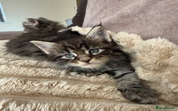 Maine Coon cats for sale: XL Russian Cubs 🇷🇺 ❤️ - Image 12