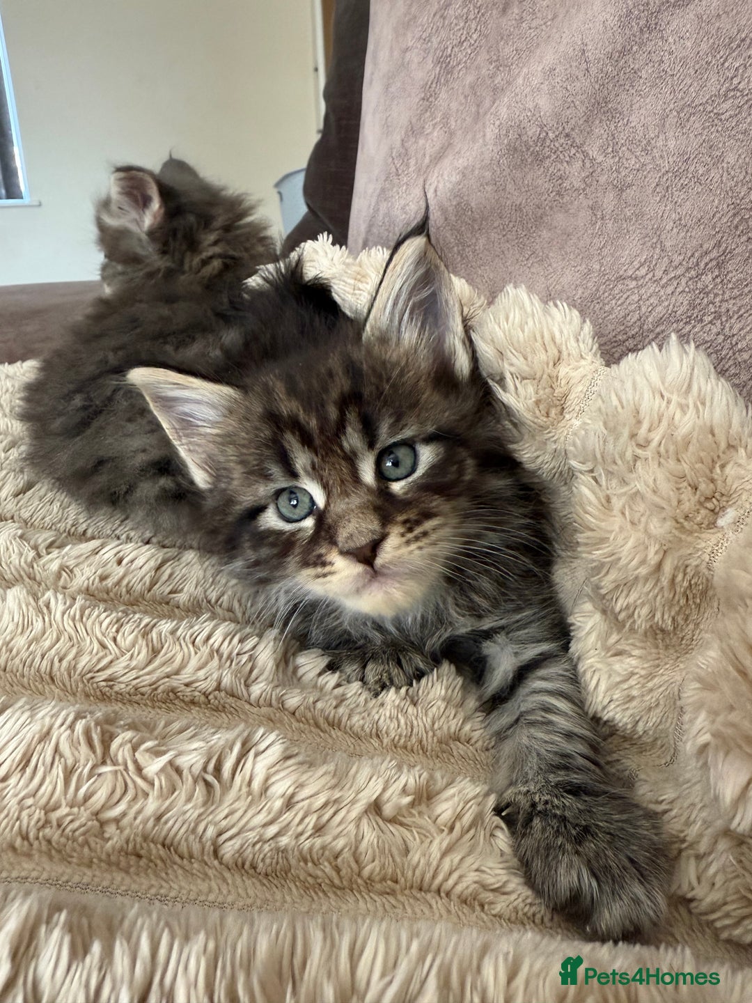 Maine Coon cats for sale: XL Russian Cubs 🇷🇺 ❤️ - Image 12