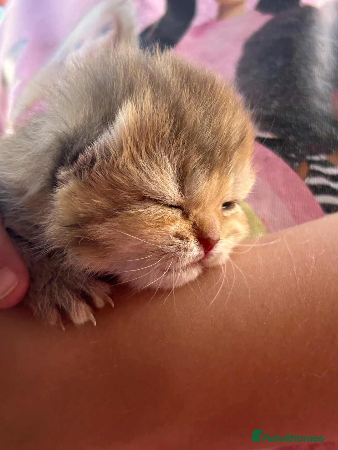 British Shorthair cats for sale: GCCF Registered British Shorthair Kittens Golden🌟 - Advert 2