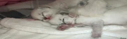 Ragdoll cats for sale: Beautiful pure bred Blue Point Ragdoll kittens  - Advert 30