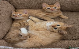 Mixed Breed cats for sale: GORGEOUS X SIBERIAN KITTENS  - Image 5