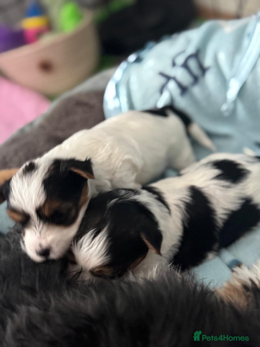 Biewer Terrier dogs for sale: 🌟🐾  Biewer Yorkie Puppies Available! 🐾 - Image 5