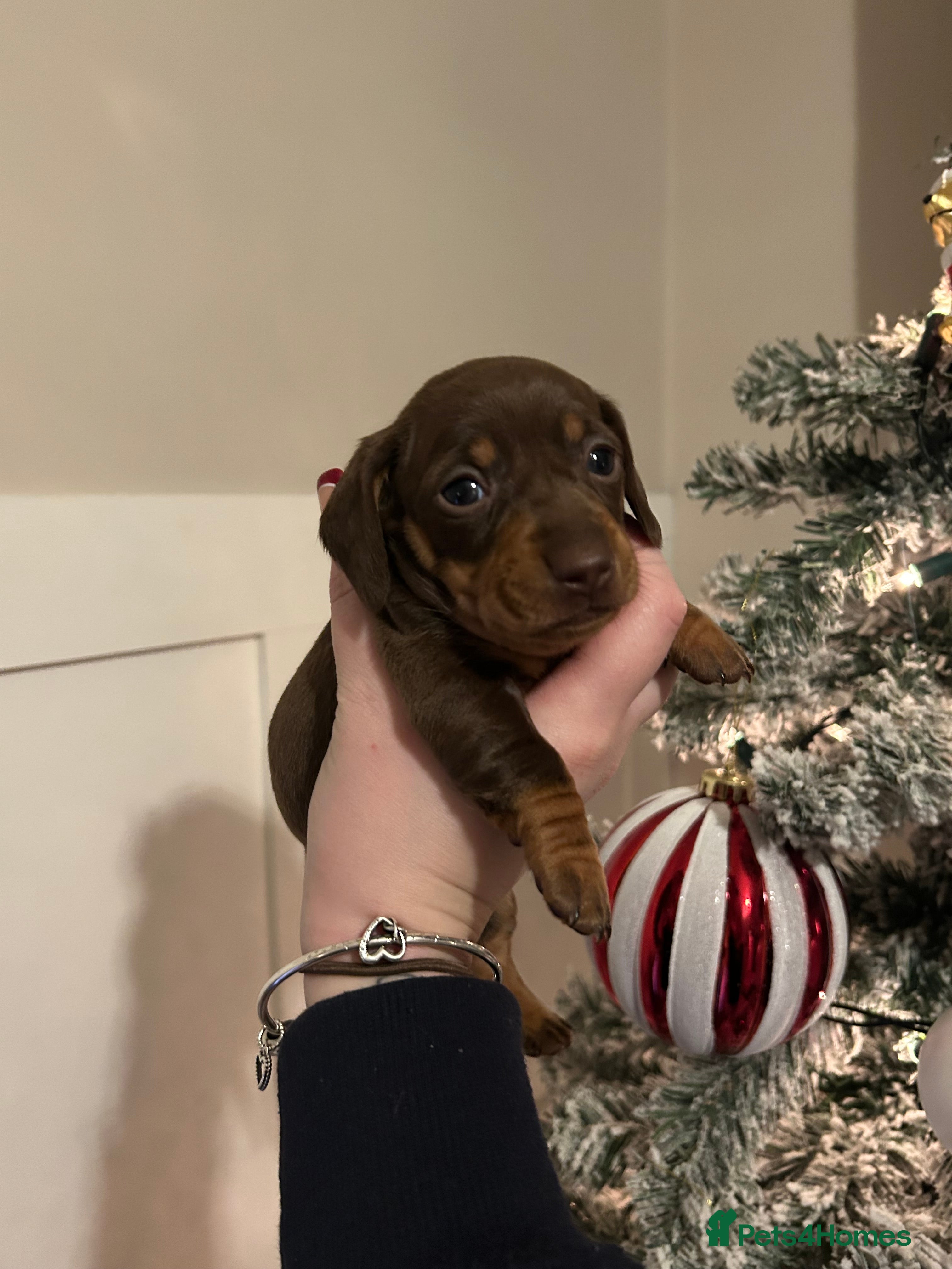 Miniature Dachshund dogs miniature dachshunds 2 GIRLS LEFT  - Advert 16