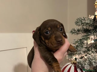 Miniature Dachshund dogs miniature dachshunds 2 GIRLS LEFT - Advert 16