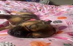 Mixed Breed dogs for sale: Bella age 1 - Image 3