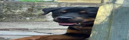 Rottweiler dogs for sale: Dog looking for forever home  in Brighton - Advert 5