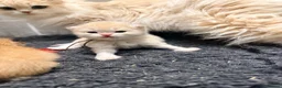British Longhair cats for sale: Exceptional blh golden kittens  - Advert 14