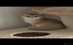Scottish Fold cats for sale: Purebred Scottish kittens - Image 1