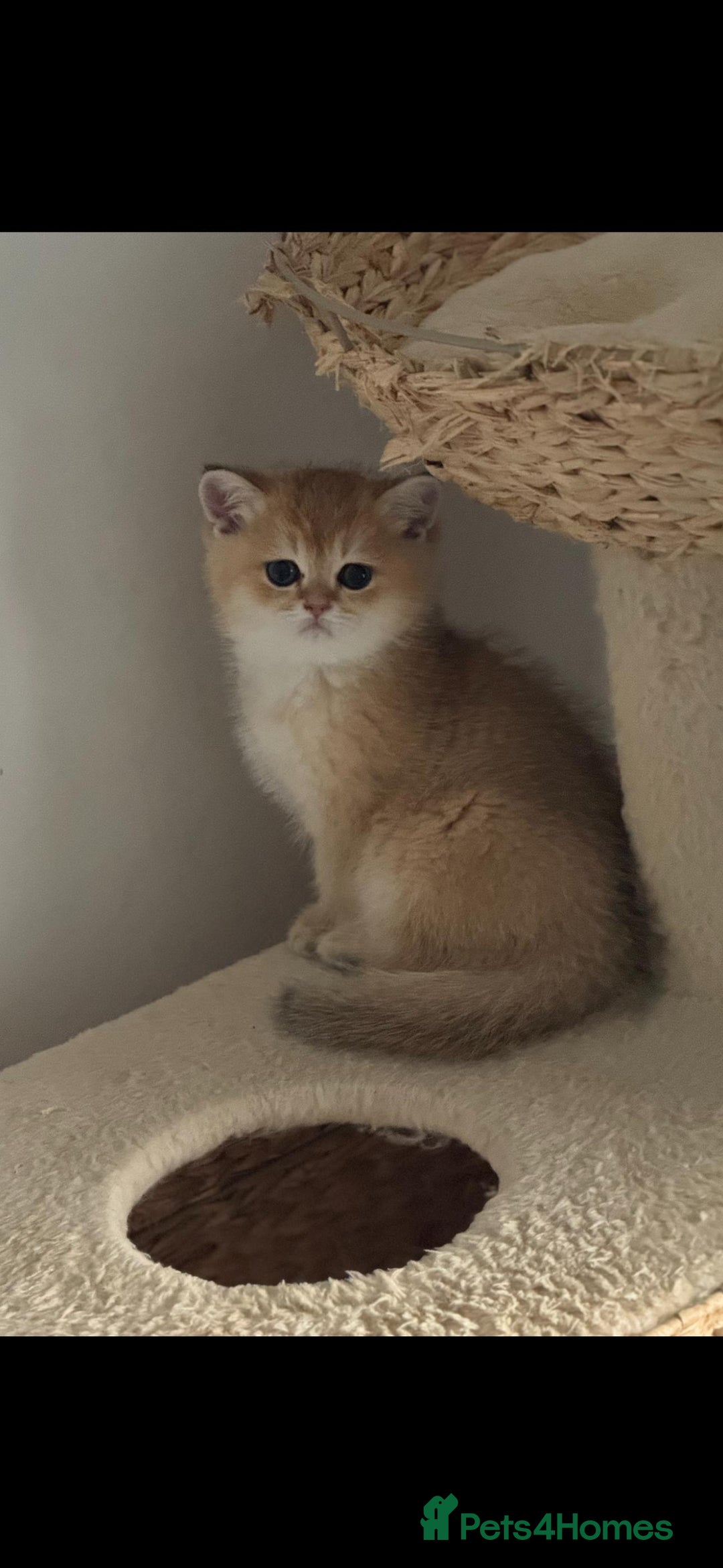Scottish Fold cats for sale: Purebred Scottish kittens - Image 1