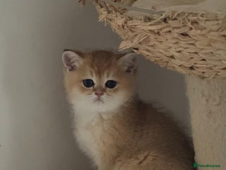 Scottish Fold cats - Advert 5