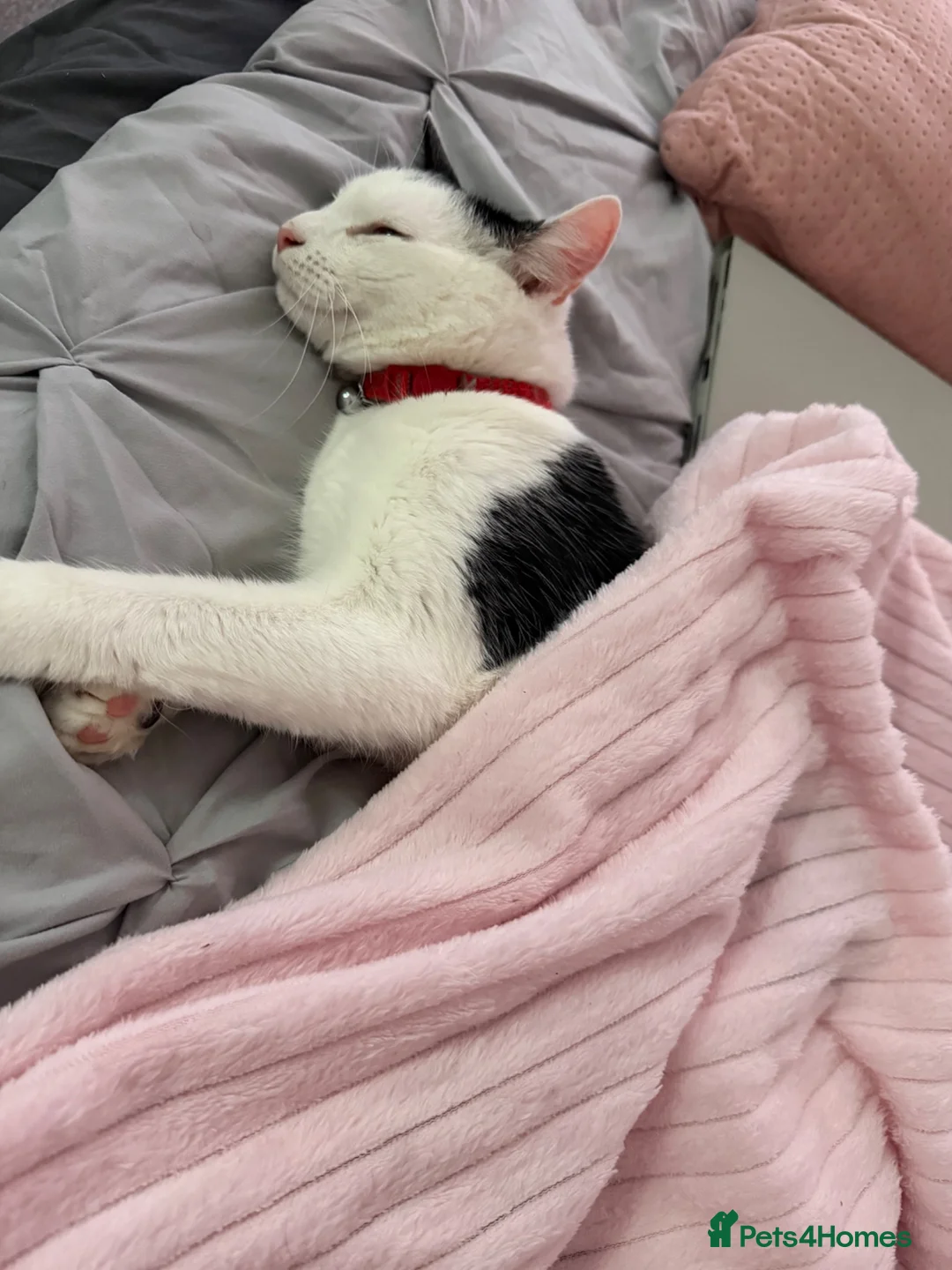 Mixed Breed cats for sale: Beautiful Tabby Oreo  - Advert 2