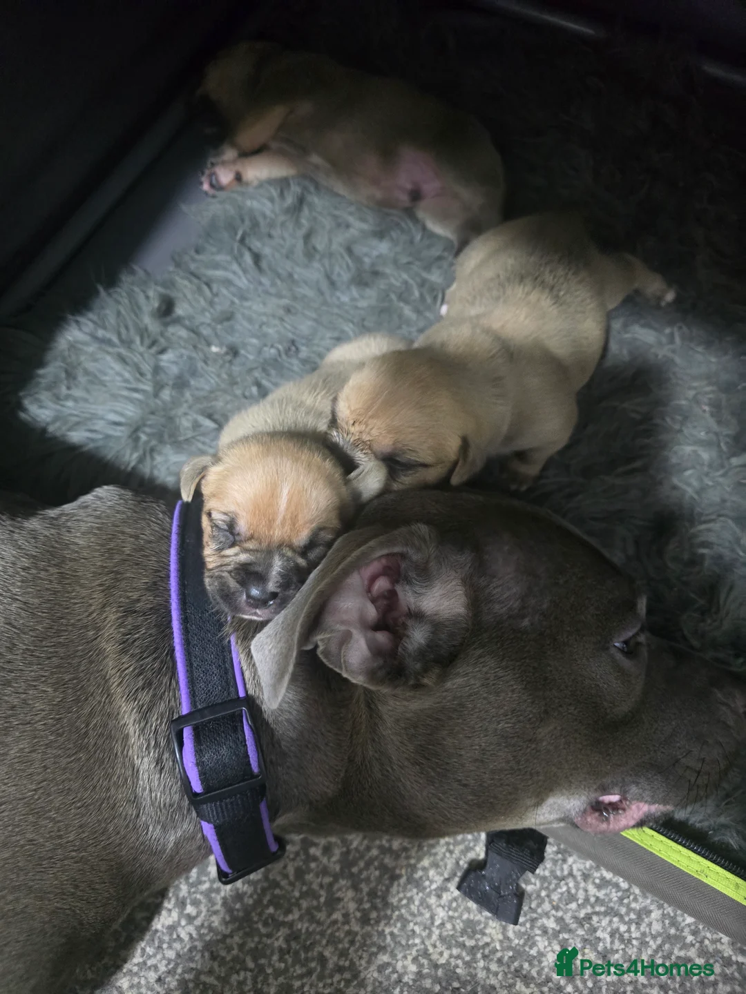 Mixed Breed dogs for sale: Staffordshire Bull Terrier x shitzhu - Advert 24