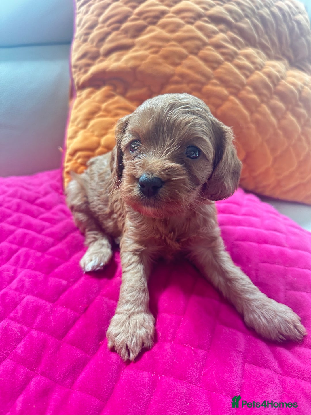 Cavapoo dogs for sale: Black and solid Red Cavapoo therapy pups for sale  - Image 8