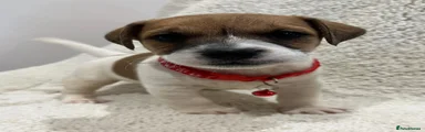 Jack Russell 5