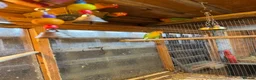 Lovebirds birds for sale: 2 pairs of love birds breeding pairs  - Advert 8