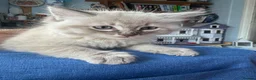 Ragdoll cats for sale: Female ragdoll - Advert 4