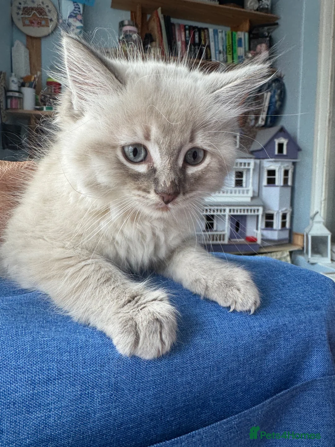 Ragdoll cats for sale: Female ragdoll - Advert 4