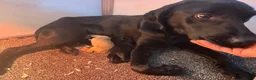 Labrador Retriever dogs for sale: KC Reg Labrador Puppies  in Bradford - Advert 15