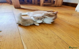 British Shorthair cats for sale: 3 LEFT - TICA BRITISH SHORTHAIRED KITTENS - Image 7