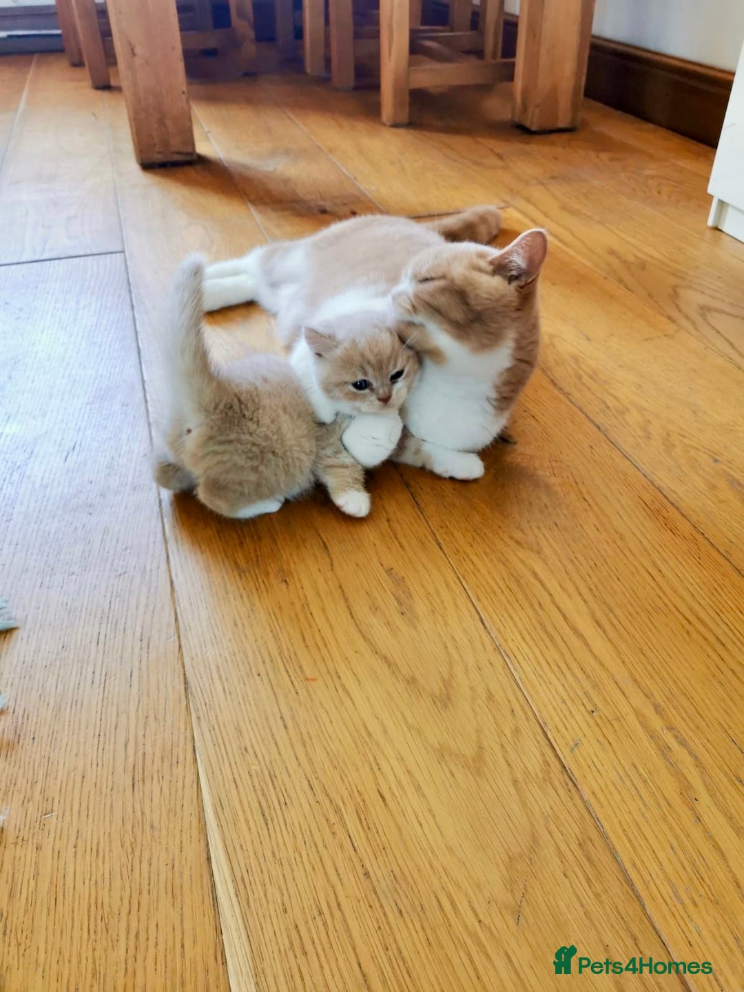 British Shorthair cats for sale: 3 LEFT - TICA BRITISH SHORTHAIRED KITTENS - Image 7