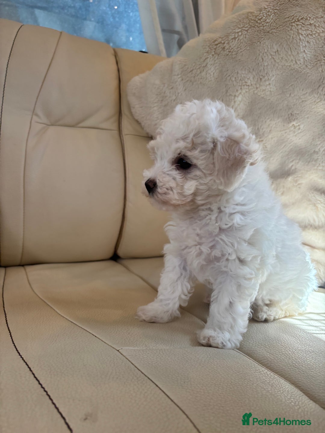 Toy Poodle dogs for sale: Toy poodle x Asian import  - Image 2