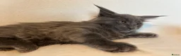 Maine Coon cats for sale: Maine Coon Kittens – 4 Available !!! - Advert 4