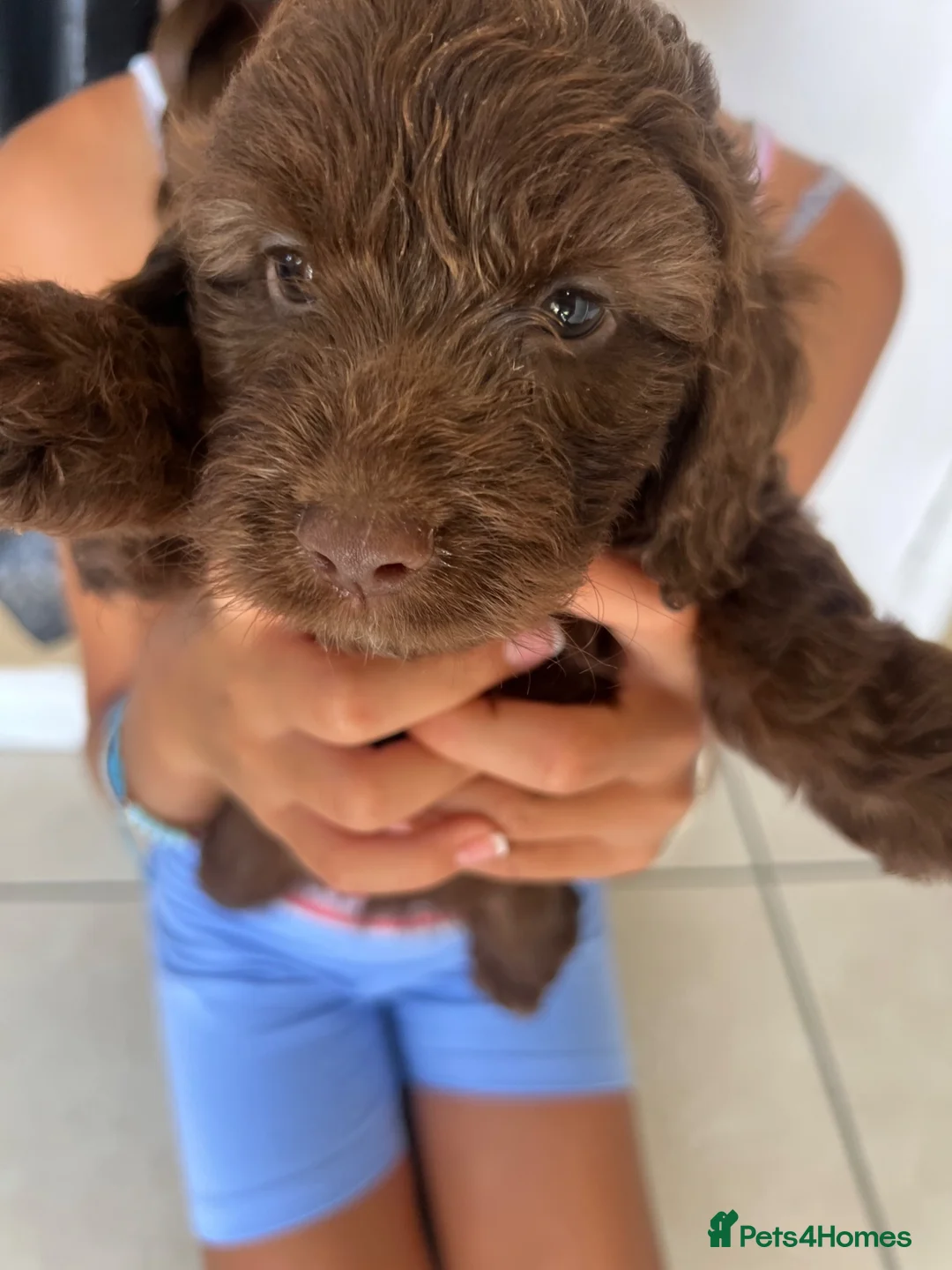 Cockapoo dogs for sale: Puppies for sale - Advert 2