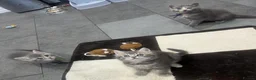 Mixed Breed cats for sale: Beautiful grey Fluffy Kittens! - Advert 4