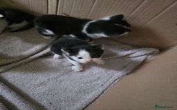 Bengal cats for sale: Two part Bengal boys  - Advert 3