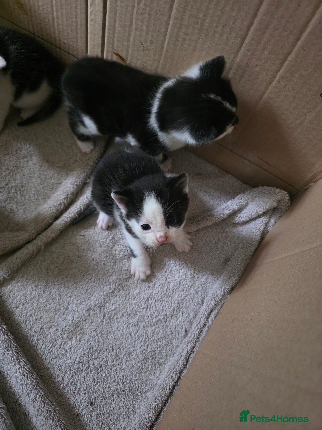 Bengal cats for sale: Two part Bengal boys  - Advert 3