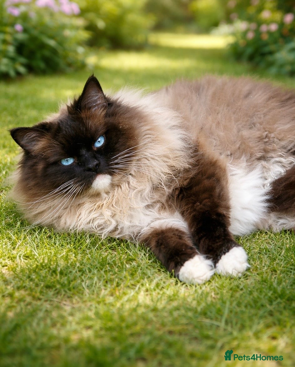 Ragdoll cats FOR STUD. Stunning GCCF reg active boy.  in Doncaster - Advert 2
