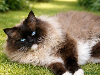 Ragdoll cats FOR STUD. Stunning GCCF reg active boy. in Doncaster - Advert 4