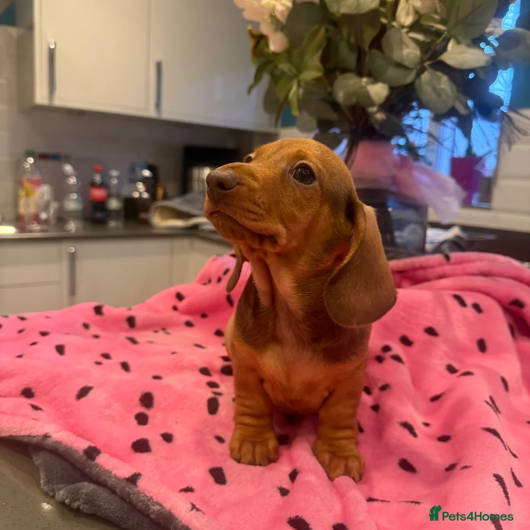 Miniature Dachshund dogs for sale: 1 girl left Ready to go,kc reg and pra clear - Advert 2