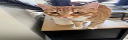 Mixed Breed cats for sale: Garfield - male cat  - Advert 4