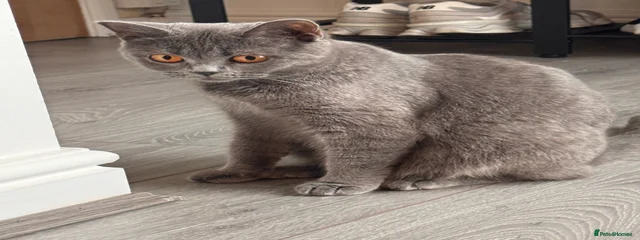 Leyla
