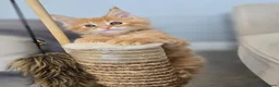 Maine Coon cats for sale: Red Tabby Maine Coons  - Advert 15