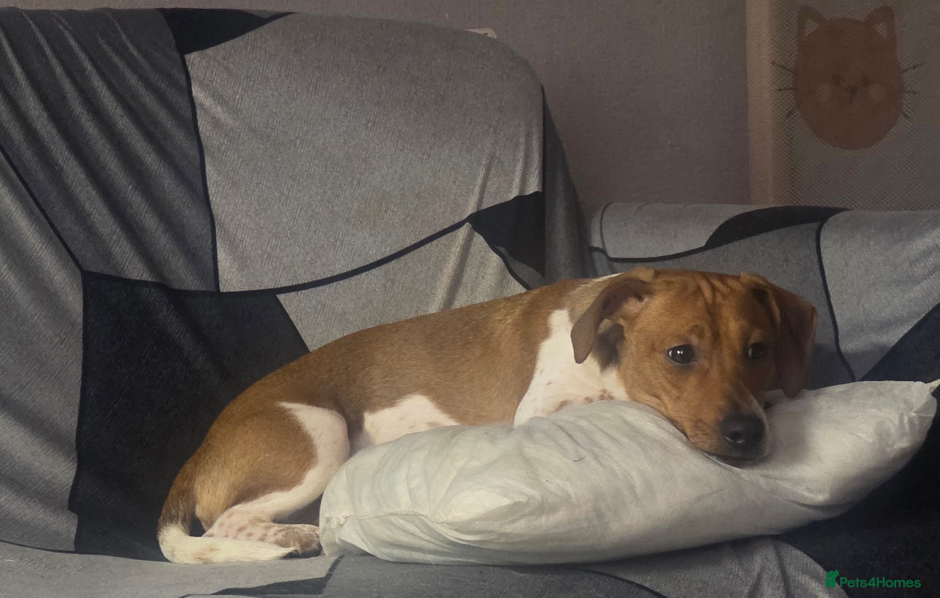 Jack Russell dogs Male Jack Russell Pup  - Advert 2