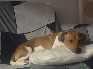 Jack Russell dogs Male Jack Russell Pup - Advert 1