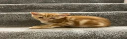 Mixed Breed cats for sale: Lovely playful kitten ginger boy - Advert 2