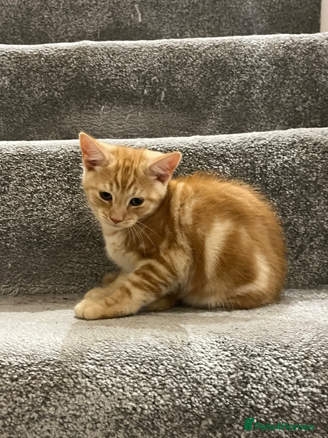 Mixed Breed cats for sale: Lovely playful kitten ginger boy - Advert 2