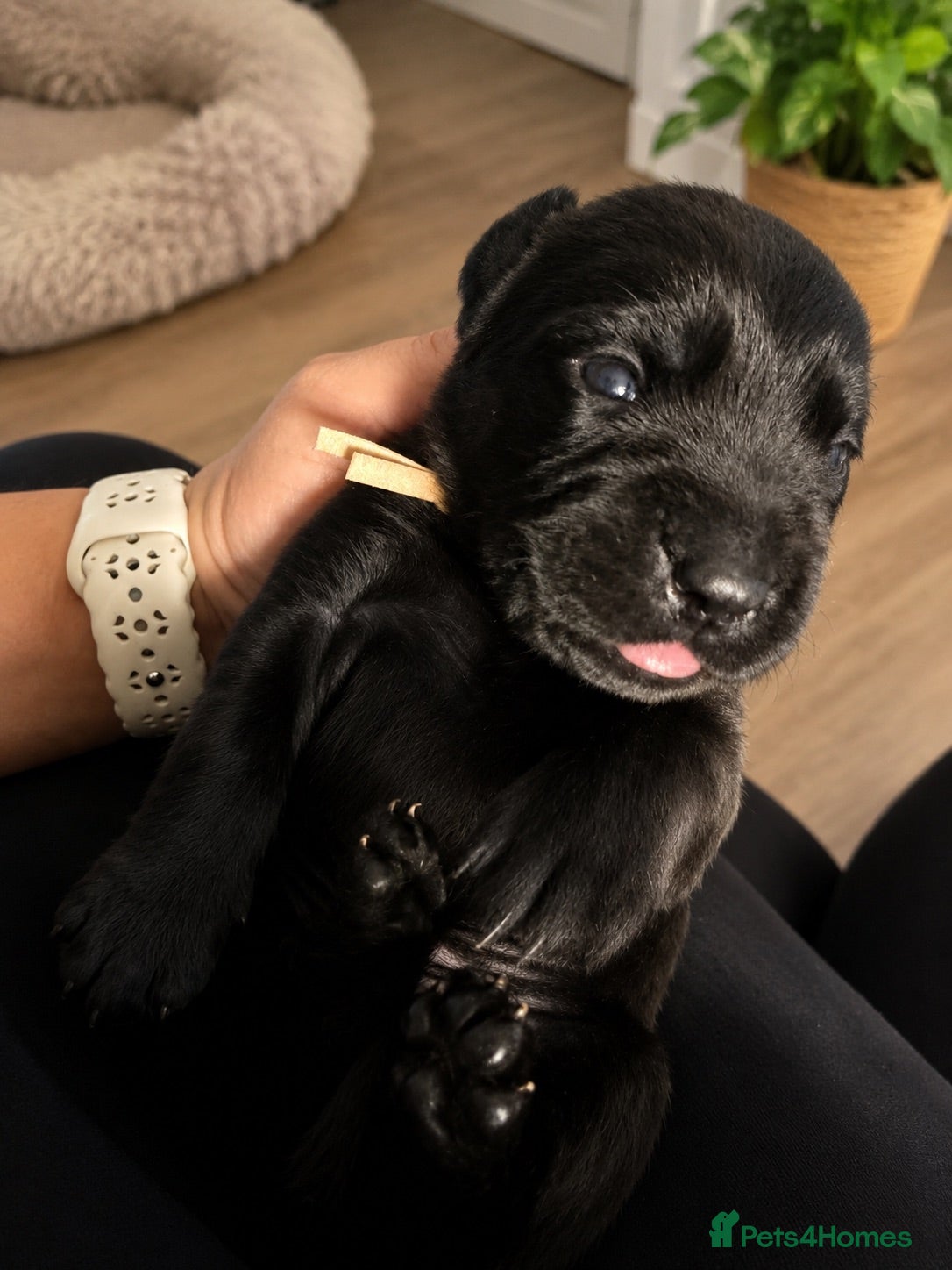 Labrador Retriever dogs Labrador cross Boxerdore puppies  - Advert 1