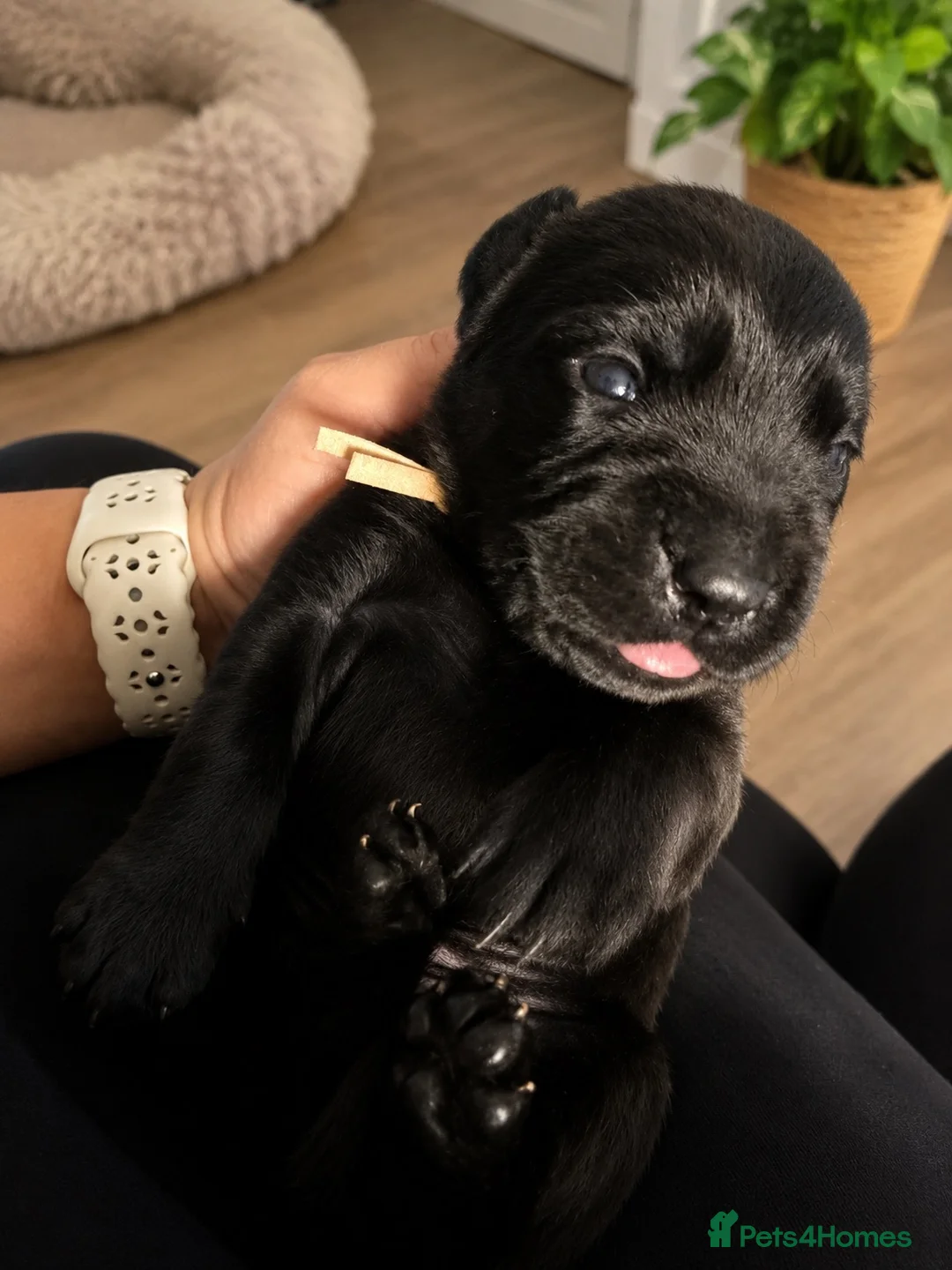 Labrador Retriever dogs for sale: Labrador cross Boxerdore puppies  - Advert 1