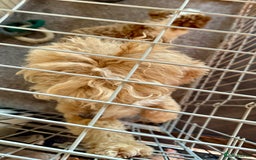 Cavapoo dogs for sale: ONLY 3 LEFT! STUNNING F1B CAVAPOO PUPPIES! - Image 4