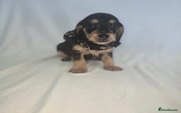 Doxiepoo dogs for sale: Adorable PRA clear daxipoos hypoallergenic  - Image 7