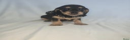 Doxiepoo dogs for sale: READY NOW  PRA clear daxipoos hypoallergenic  - Advert 7