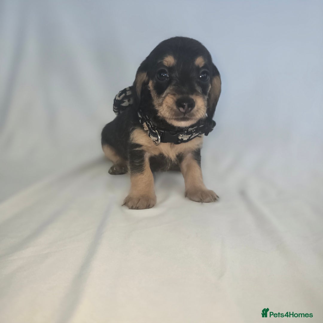 Doxiepoo dogs for sale: Adorable PRA clear daxipoos hypoallergenic  - Image 7